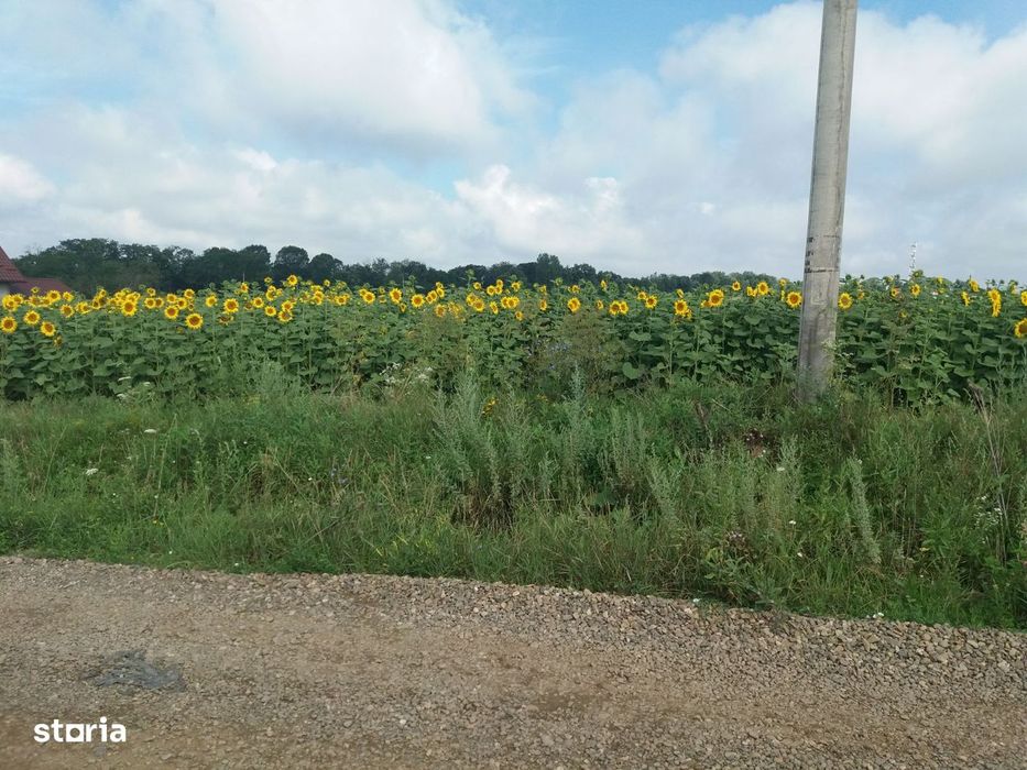 5000mp teren drept Lebada, zona Lidl