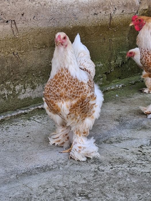 Яйцо Брама инкубационный