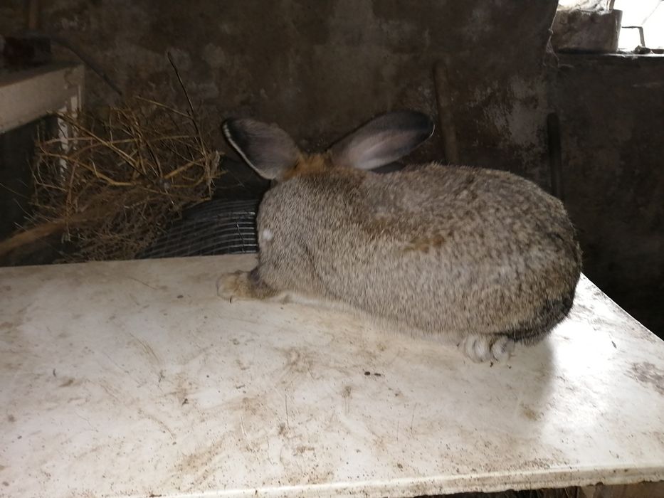 Продаю кроликов фландер