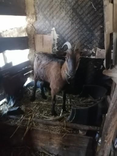 Dau 2 capre de rasa și un Piaggio ciao la schimb pe un scuter de 125cc