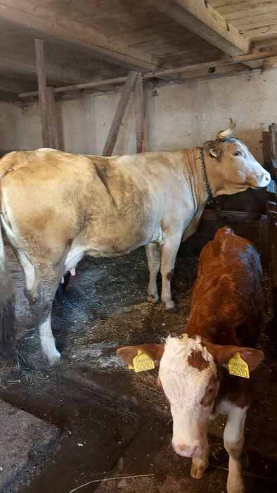 Vaca cu vitea de vanzare