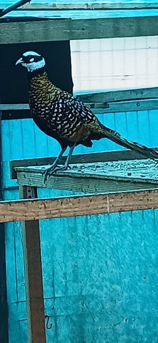 Fazani de mai multe rase