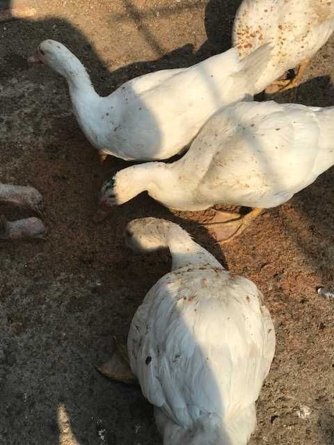 Vand gaste lesesti , rate lesesti
