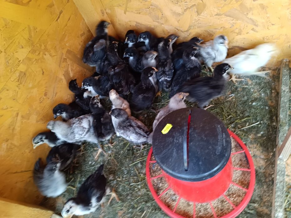 Pui 3saptamani,brahma(potârnichiu,bobat, porțelan) Australorp,marans, brakel,la bresse,