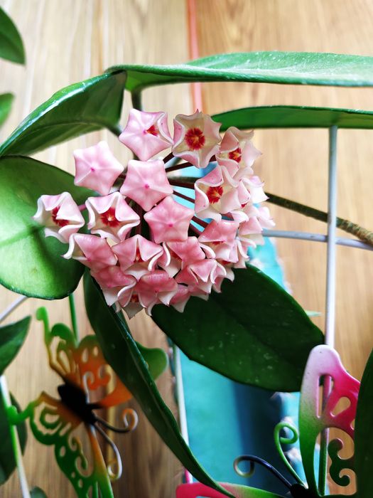 Комнатный цветок- "Хойя"