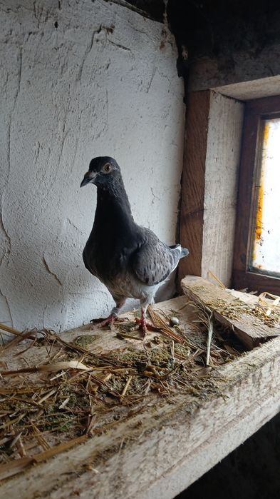 Vând 10 porumbei voiajori