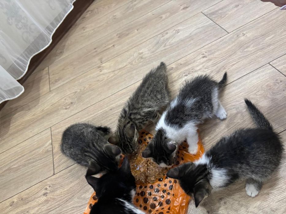 Котенки үй марғаулары