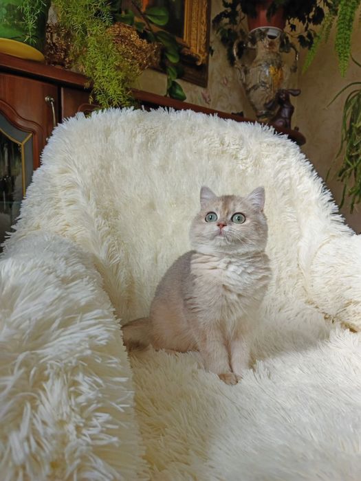 Продаются элитные котяки британцы