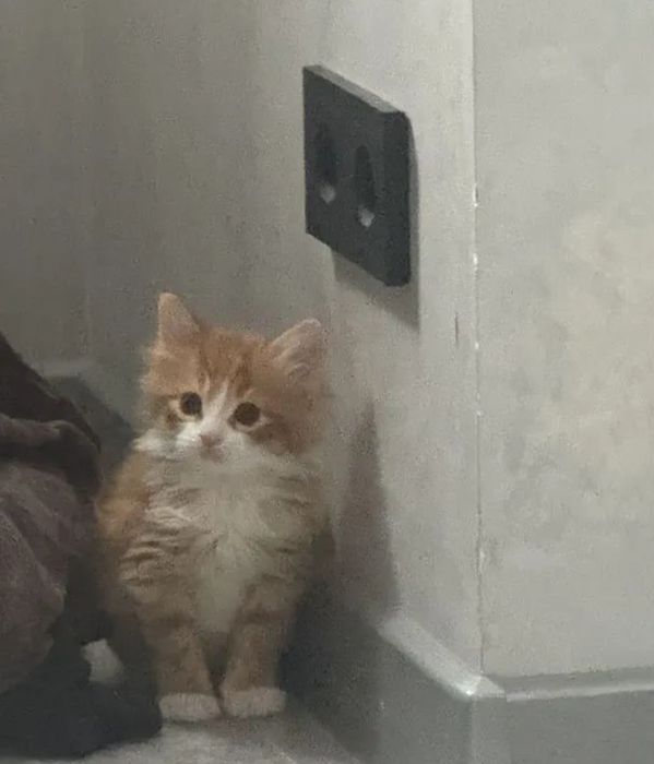 Сибирские котята  в добрые руки