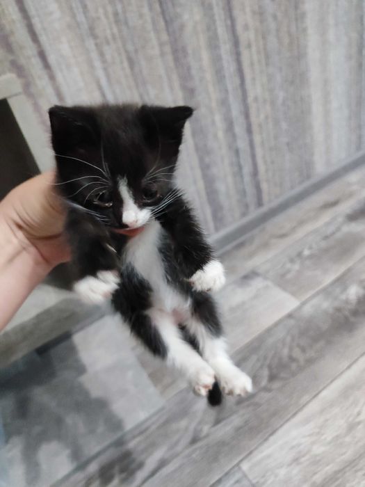 Отдам кошечку срочно
