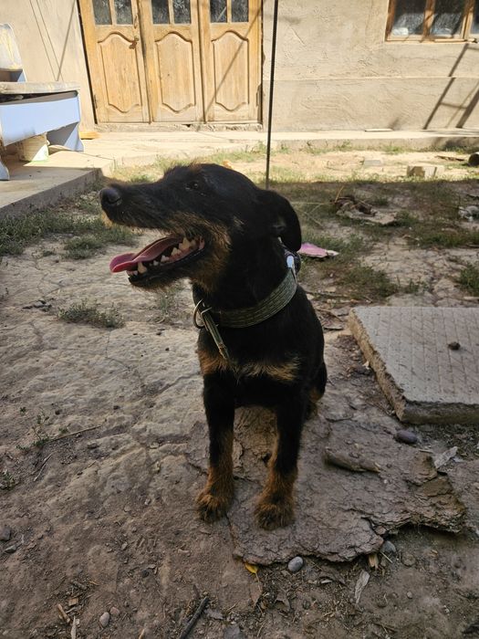 Яктерер Сучка и Кабель