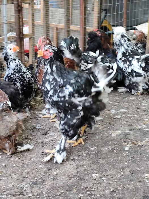 De vânzare, între 2 luni și 4 luni