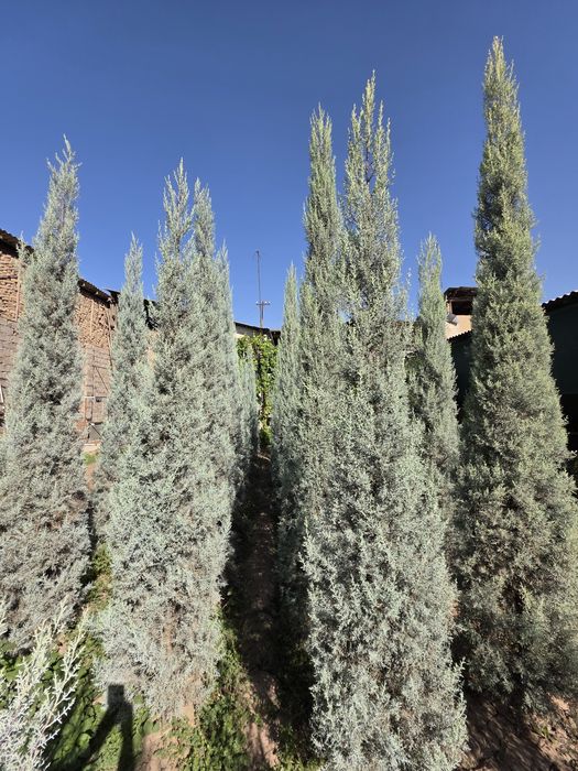 Kiparis Arizonskiy Italiya