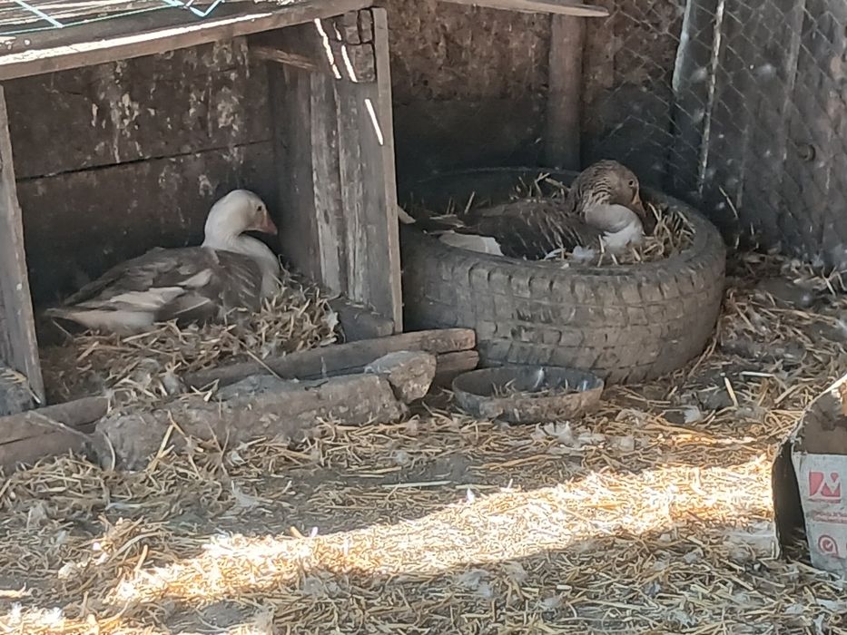 Vând gâște si gascani românești