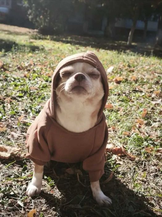 Haine Cainii pisici in mai multe culori ṣi marimi