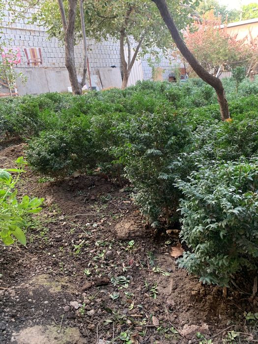 Srochna Shamshod sotiladi 20 mingdan 50 mingacha 500 ta bor