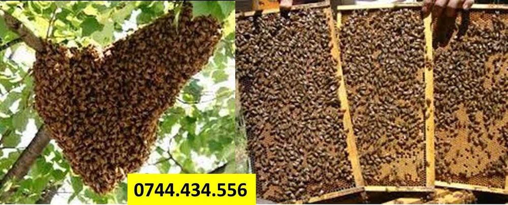 Vand roiuri de albine Popesti. Jud Bihor. 2025