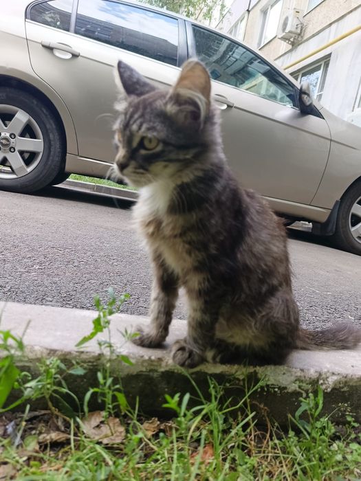 Котёнок в добрые руки