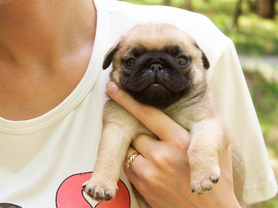 Продажа и резерв на щеночков мопса