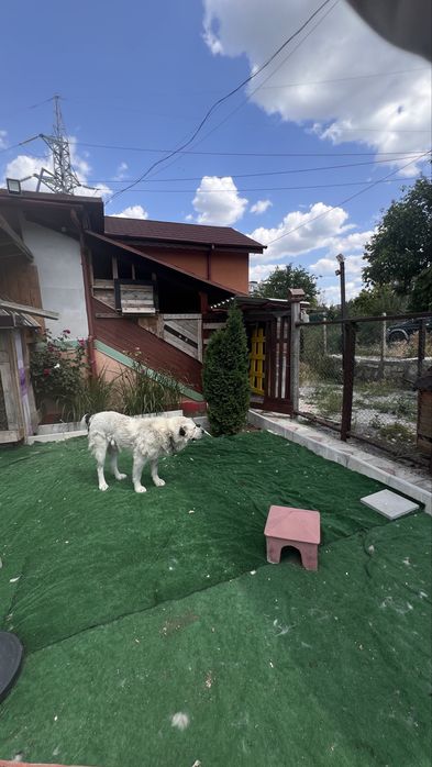 Продава се Къща в Шумен, Боян Българанов 1 - 850 кв.м за 168 €/кв.м - Снимка #6