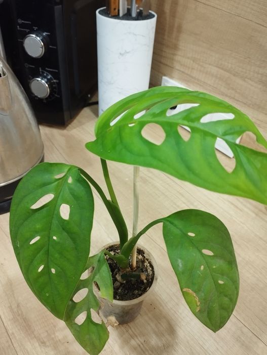 Монстера Эскелето.