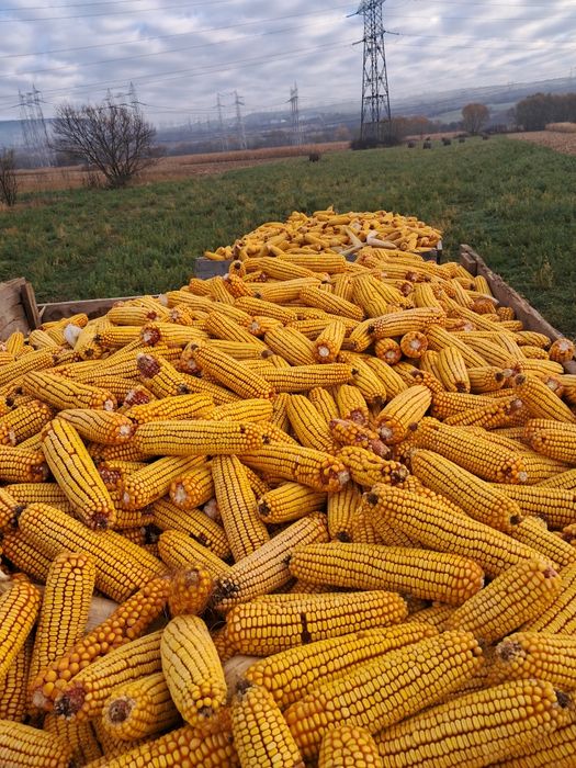 Vând   porumb  boabe  preț  1.10