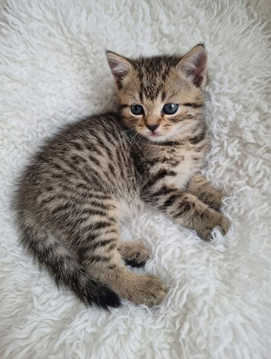 Шотландские -кошечки.