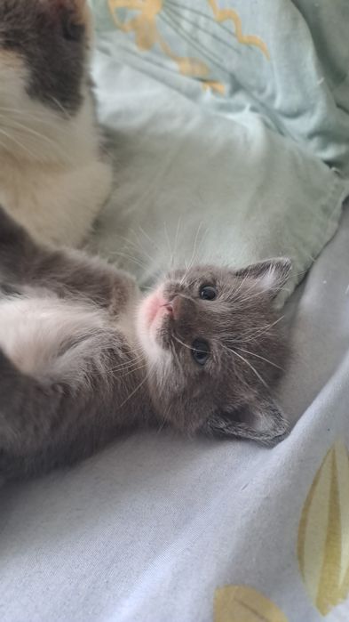 Отдам котят в хорошие руки