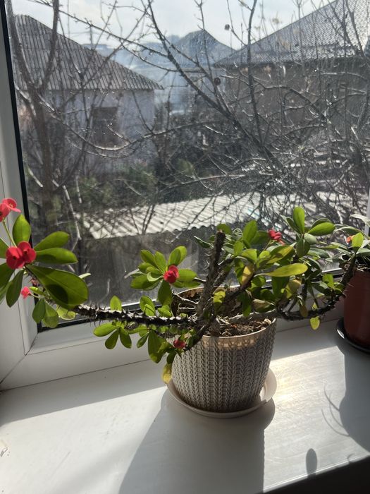 Комнатные растение