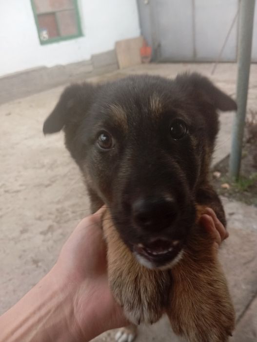 Щенок немецкой овчарки