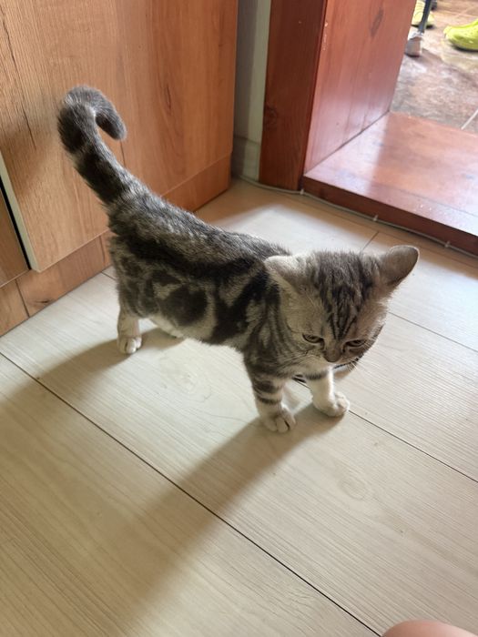 Котик шотланской породы