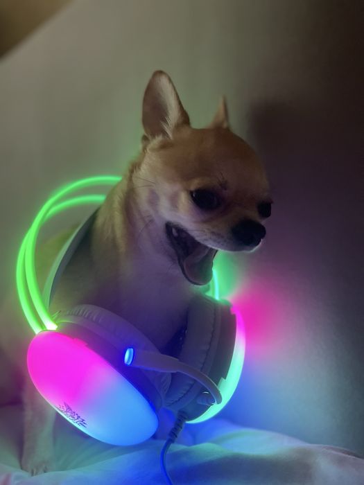 Чихуахуа Кобель, Ищем Вязку