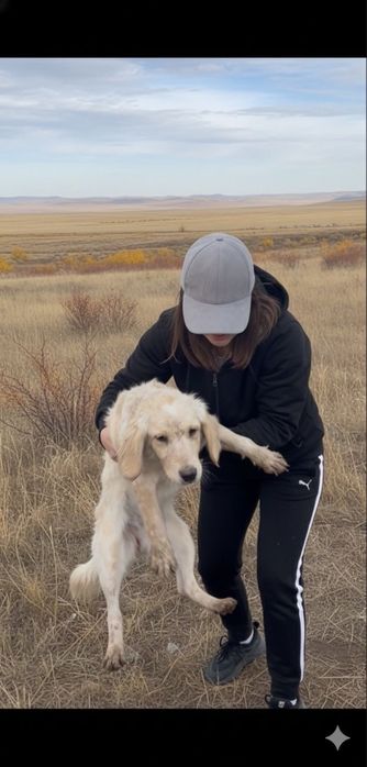 Две лапочки спаниель