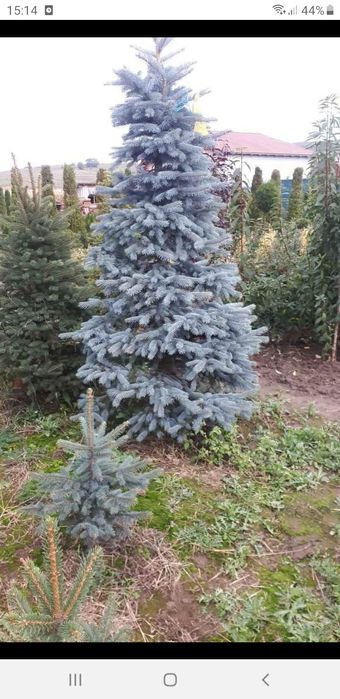 gazon rulou brazi spirale