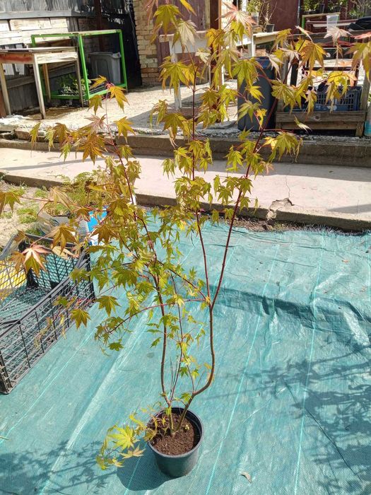 Японски клен - Ацер Студоустойчив Налични 5 вида