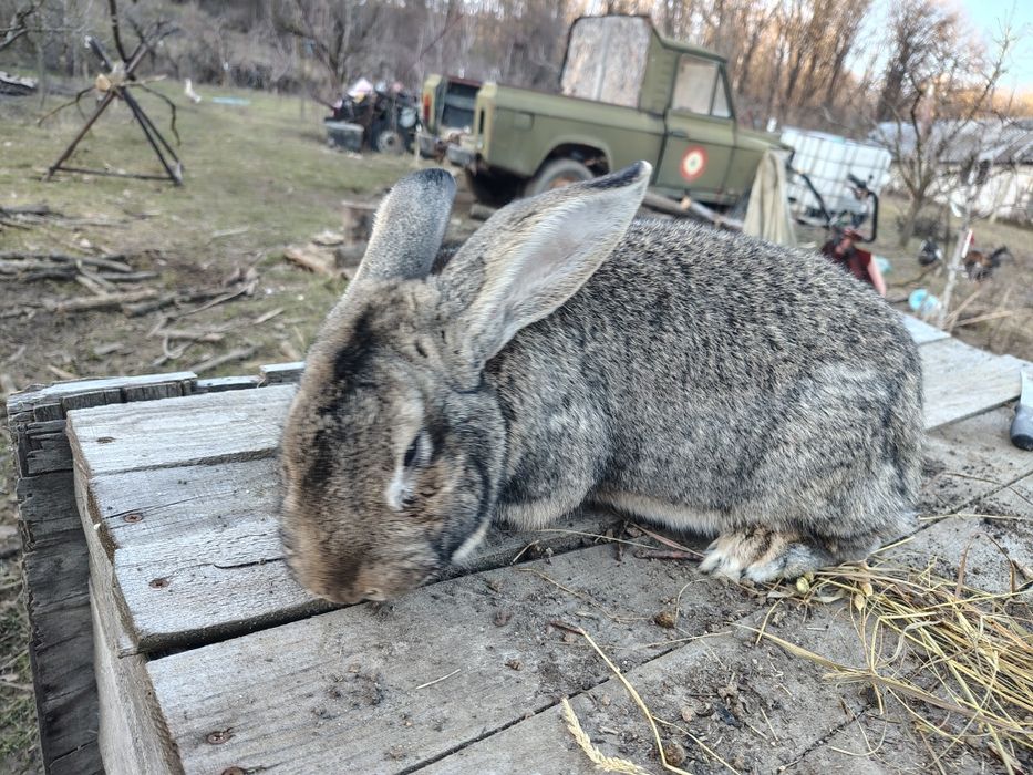 Vand pui de iepuri, marele german