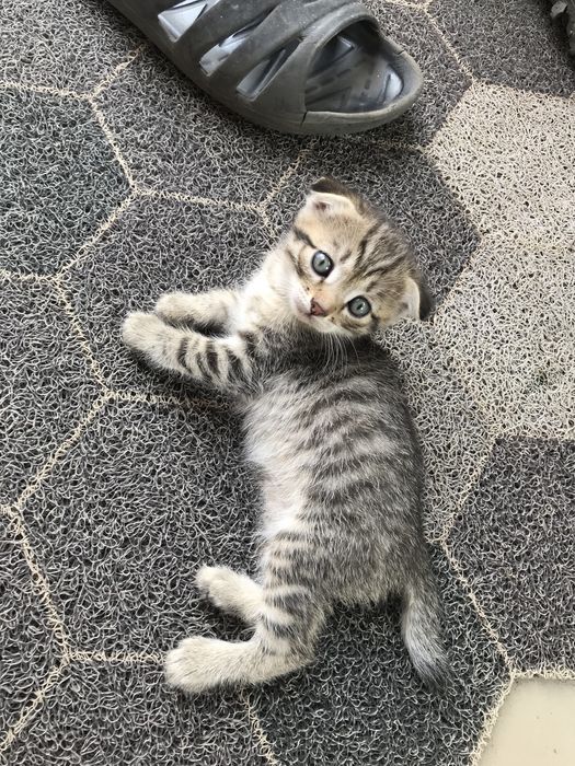 Продам вислоухих котят