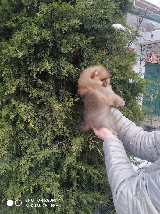 Щенки померанского шпица