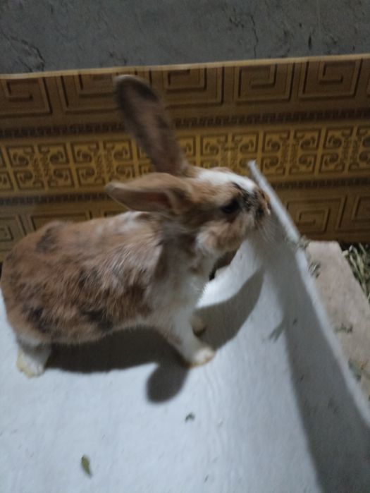 Три коллор болалари сотилади