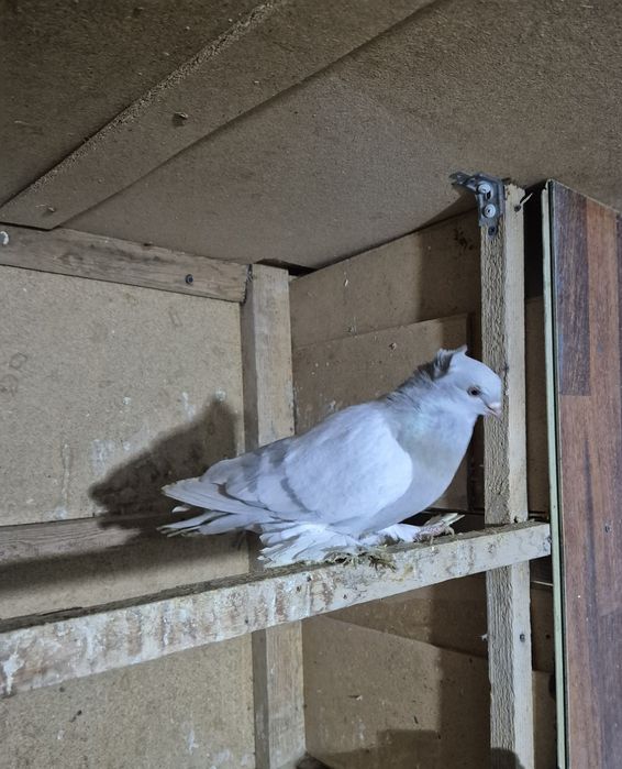 Стеклянный молодой самец