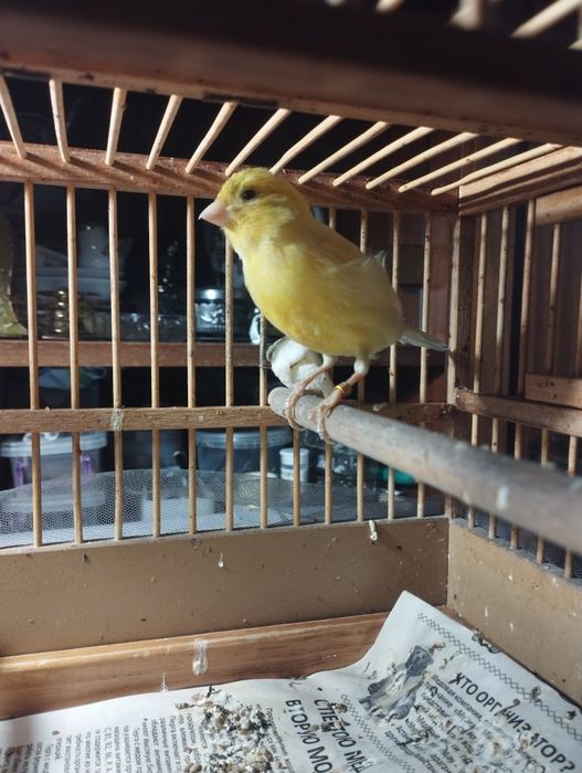 Продам кенора самца и двух самок