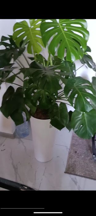 Monstera hona guli