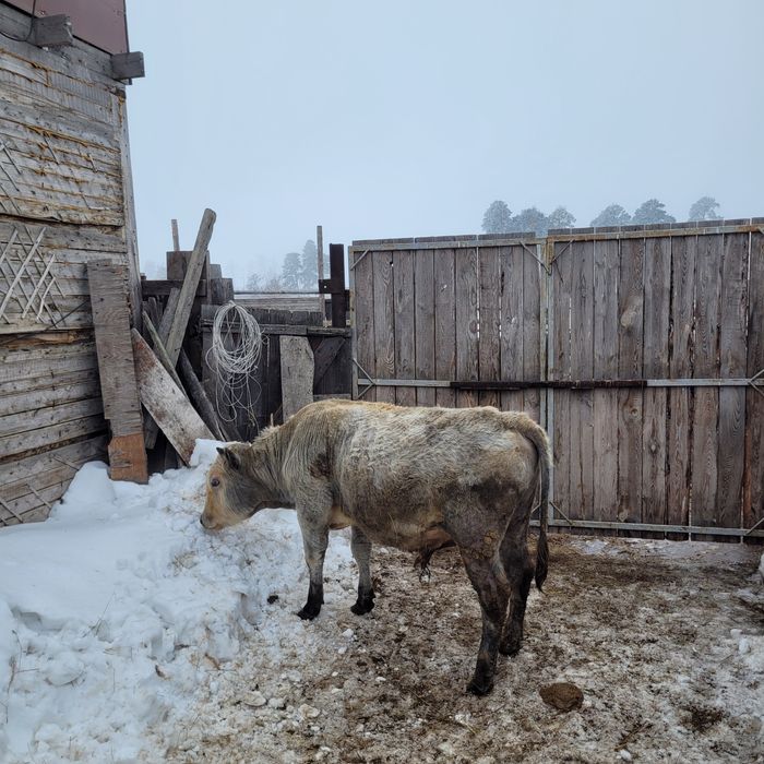 Продам бычка годовалый