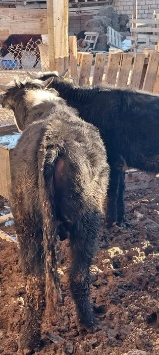 Буқалар сатыладыы