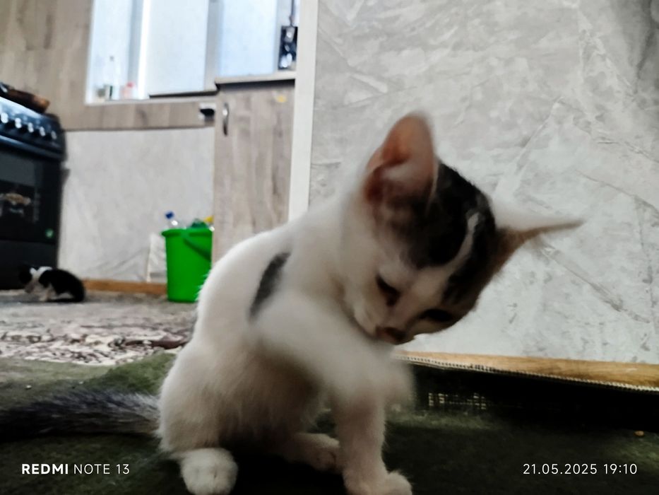 Срочно ищем хорошие руки.