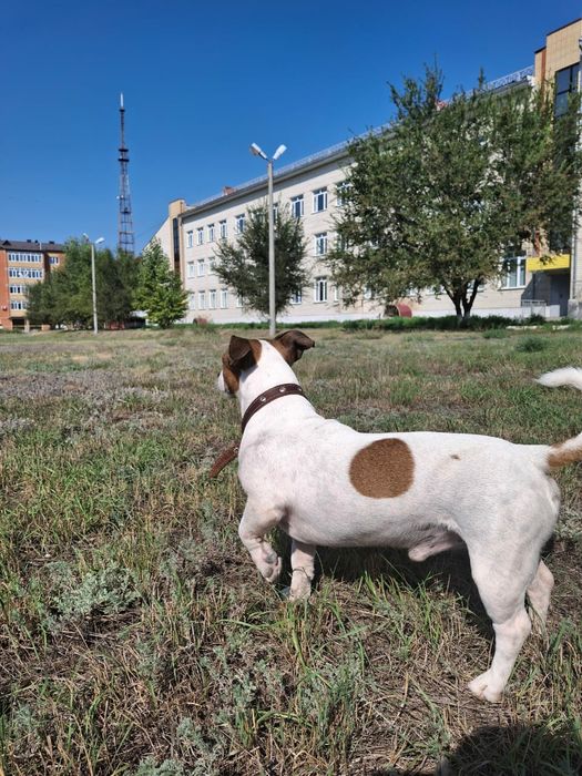 Джек Рассел теръер 8 лет