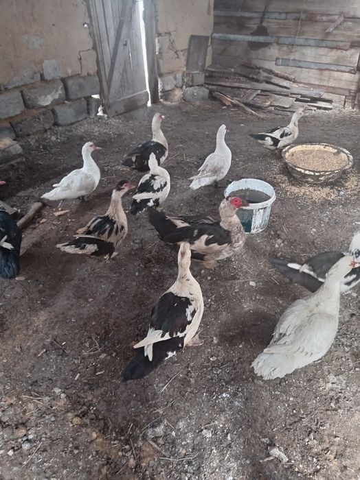 Продам индоуток  1 год и 2  селезней