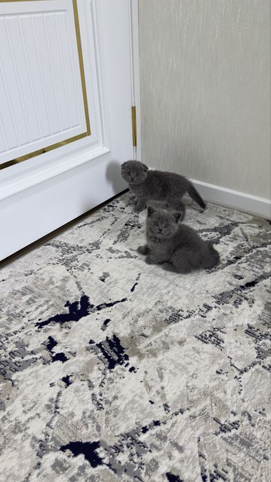 Scottish fold skottish strite skotish fold скоттиш фолд