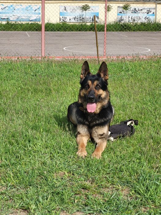 Дрессировка вашего питомца. Инструктор-Кинолог