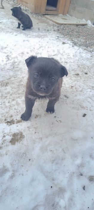 Щенята звоночки даром